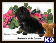 Puppies in Scottsville